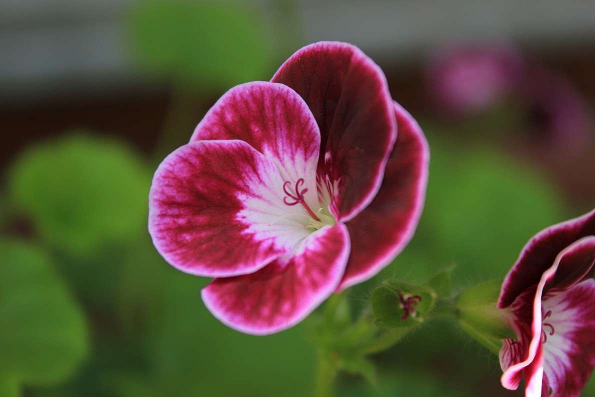 Blume ����� Jack Hill �� PhotoGeek.ru #������ ��� ������� #�����