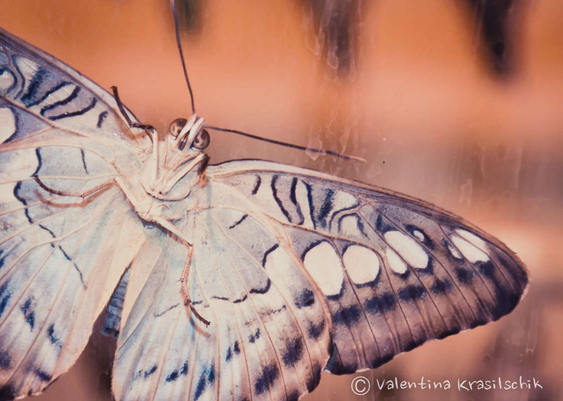 ��� ���� ����� ����� Valentina  Krasilschik �� PhotoGeek.ru #�������� ���