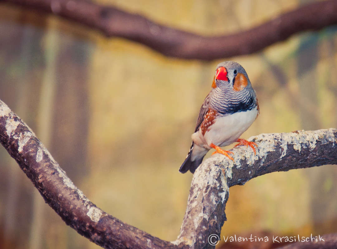 ��� ����� ����� Valentina  Krasilschik �� PhotoGeek.ru #�������� ���