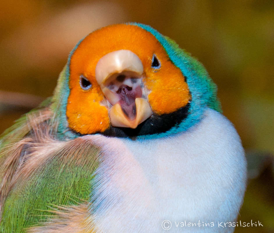 ��� ����� ����� Valentina  Krasilschik �� PhotoGeek.ru #�������� ���