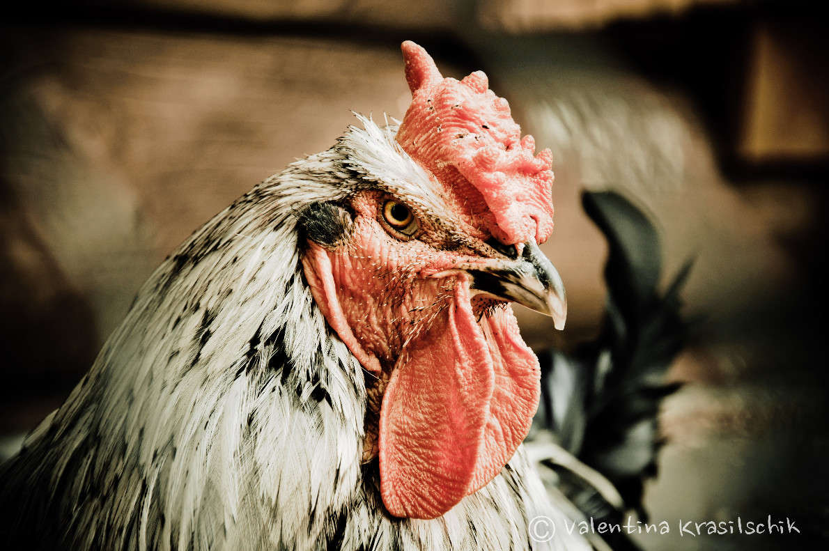 ����������  ����� ����� Valentina  Krasilschik �� PhotoGeek.ru #�������� ���