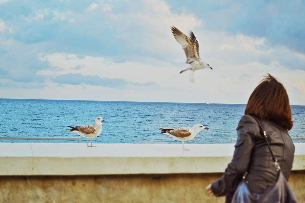 Sea gulls...     PhotoGeek.ru #  