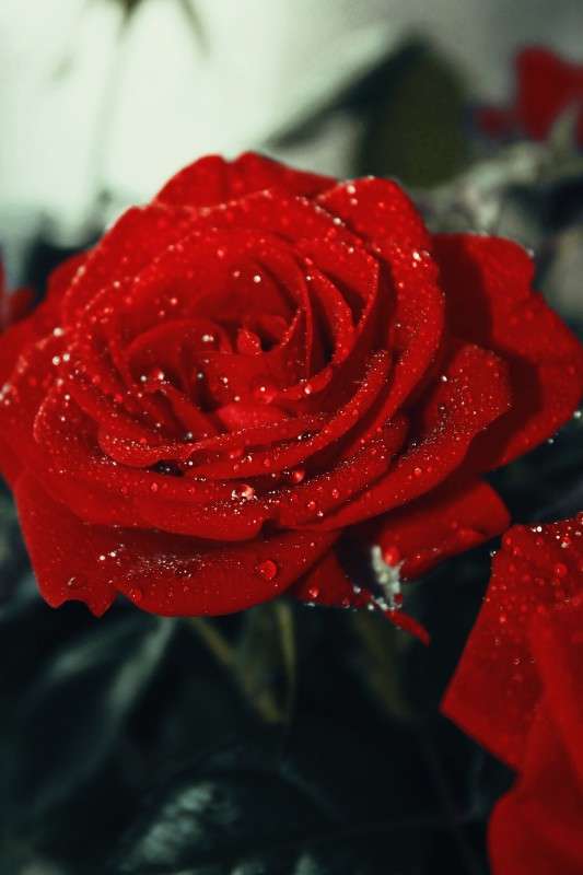 Rosee ����� ��������� ��������� �� PhotoGeek.ru #����� #��������� #������ ��� ������� #�����