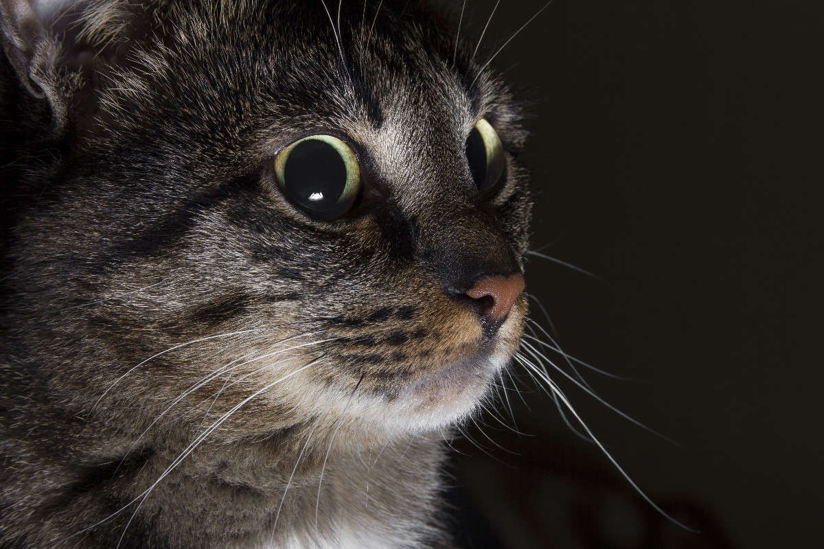 Chi ����� ����� ������ �� PhotoGeek.ru #�������� ���