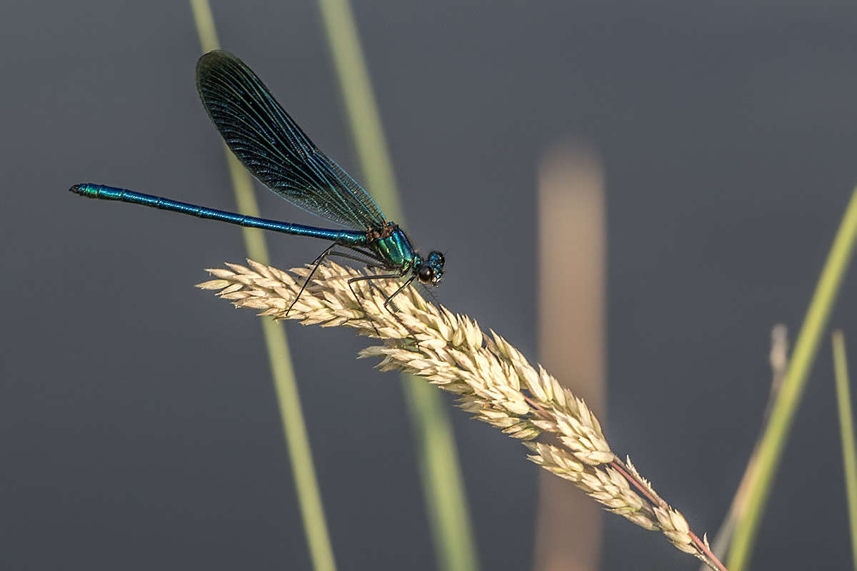 *** ����� ������� ������� �� PhotoGeek.ru #���������