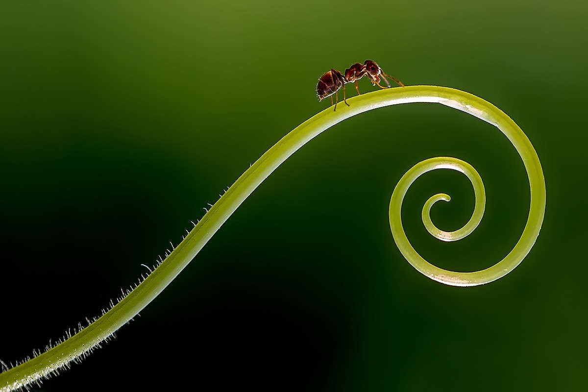 Путешествие муравьишки / Путешествие муравьишки / Фотография на ...