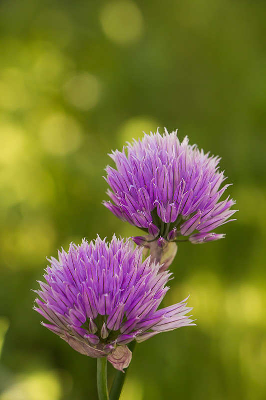 �������� ������ ���� ����� ������� ������� �� PhotoGeek.ru #�����