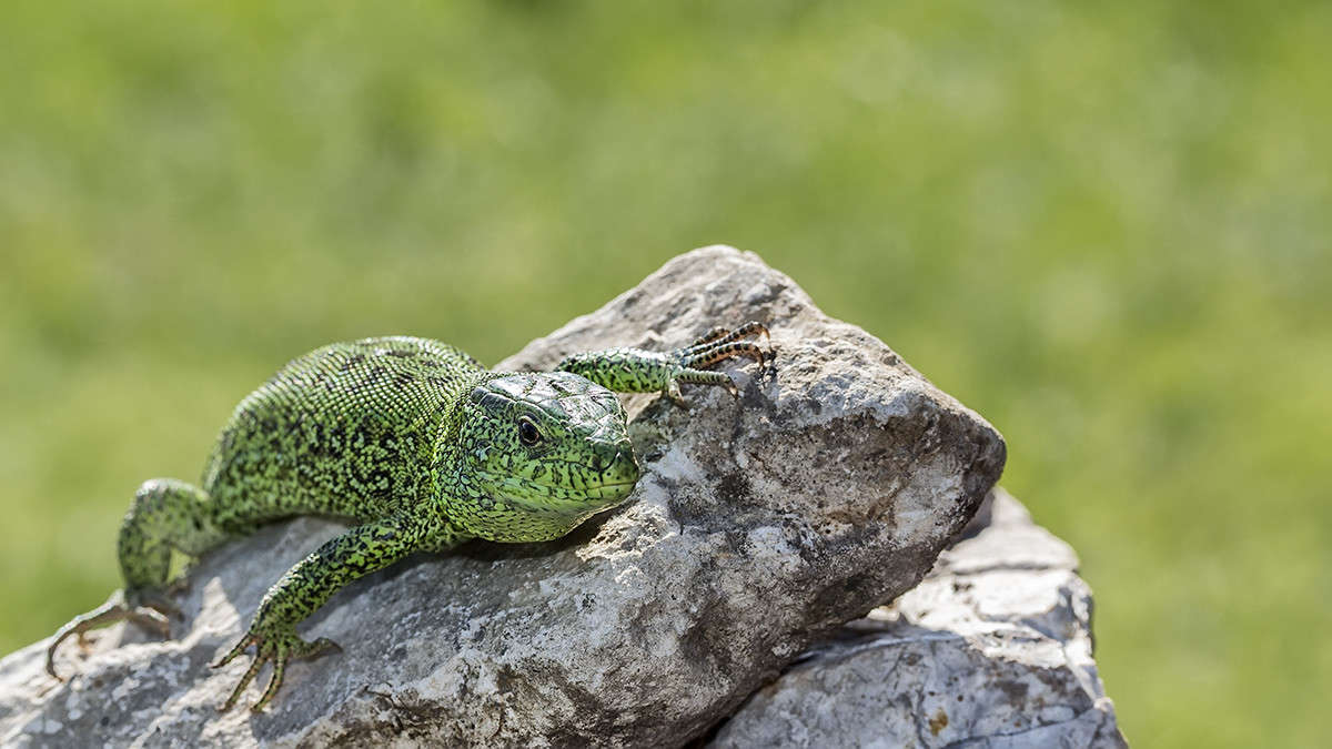 *** ����� ������� ������� �� PhotoGeek.ru #�������� ���