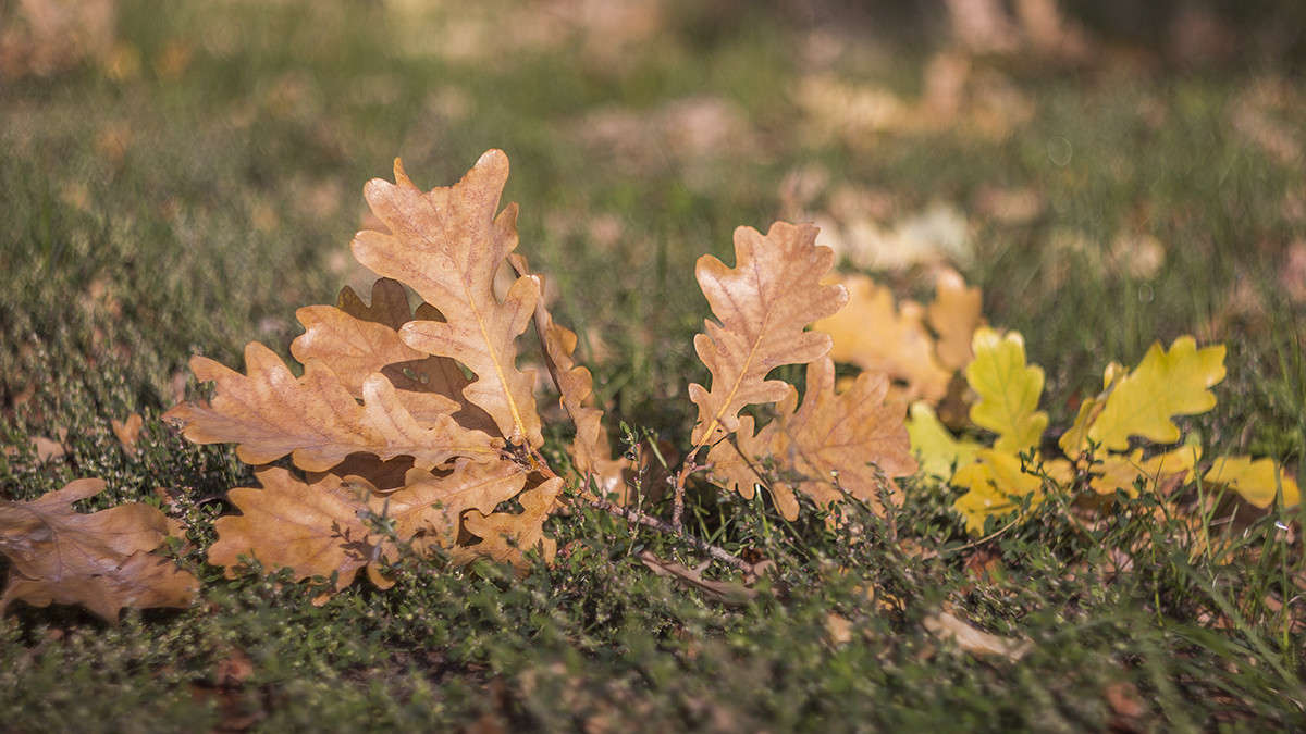 *** ����� ������� ������� �� PhotoGeek.ru #���������