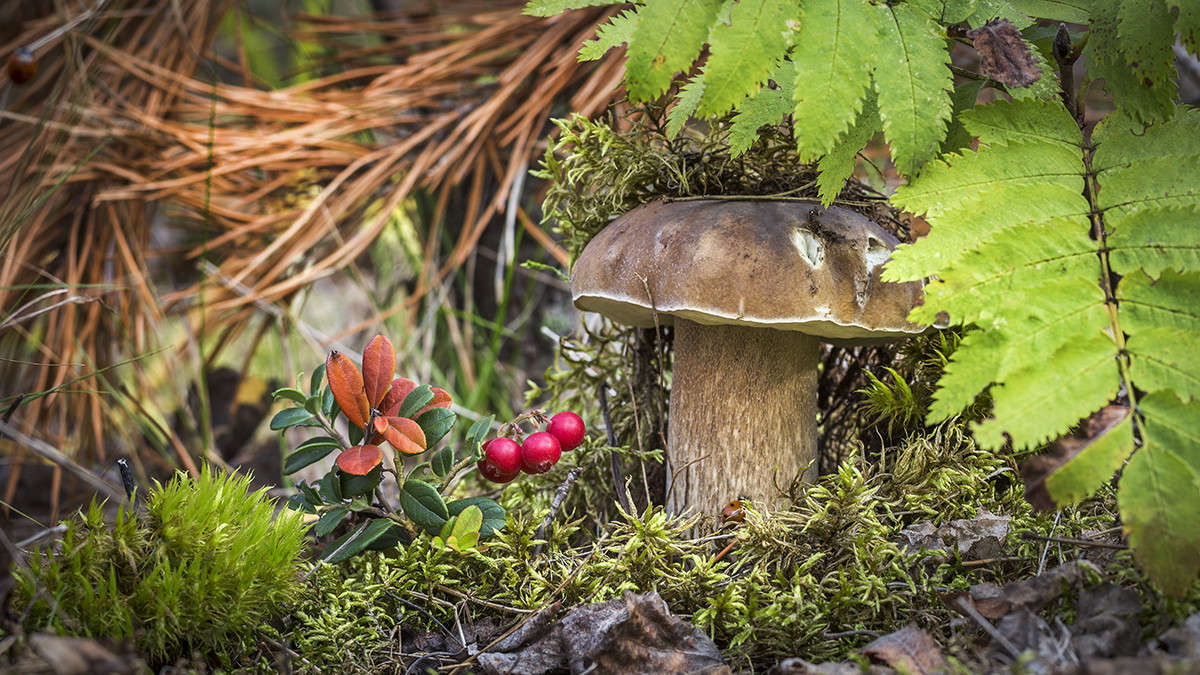 ���� ������ ����� ������� ������� �� PhotoGeek.ru #����� ��������������