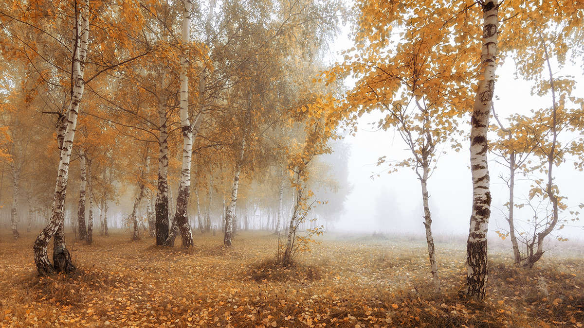 Осень березы туман