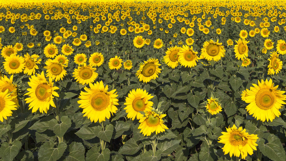 ��������� ���� ����� ������� ������� �� PhotoGeek.ru #������ ��� �������