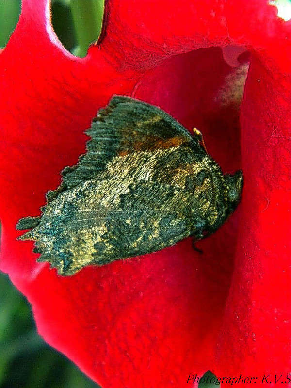 ... ����� KVS  �� PhotoGeek.ru #����� #�������� ���