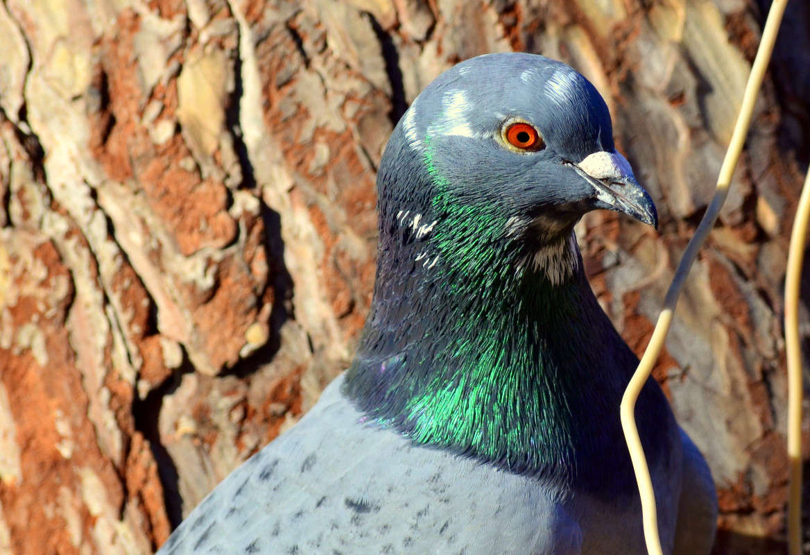 ������. �����   �� PhotoGeek.ru #�������� ���