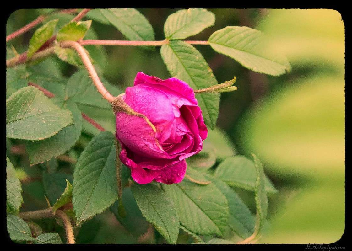 Цветок шиповника / Цветок шиповника / Фотография на PhotoGeek.ru
