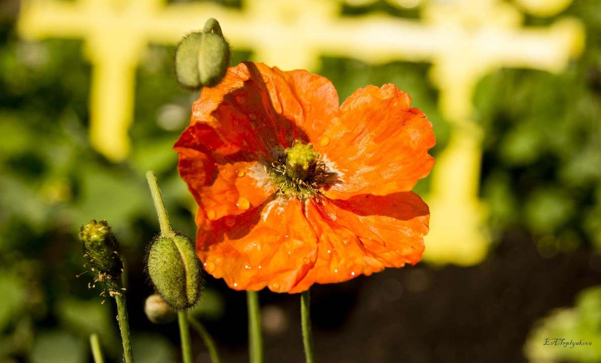 *** ����� ��������� �������� (���������) �� PhotoGeek.ru #�����