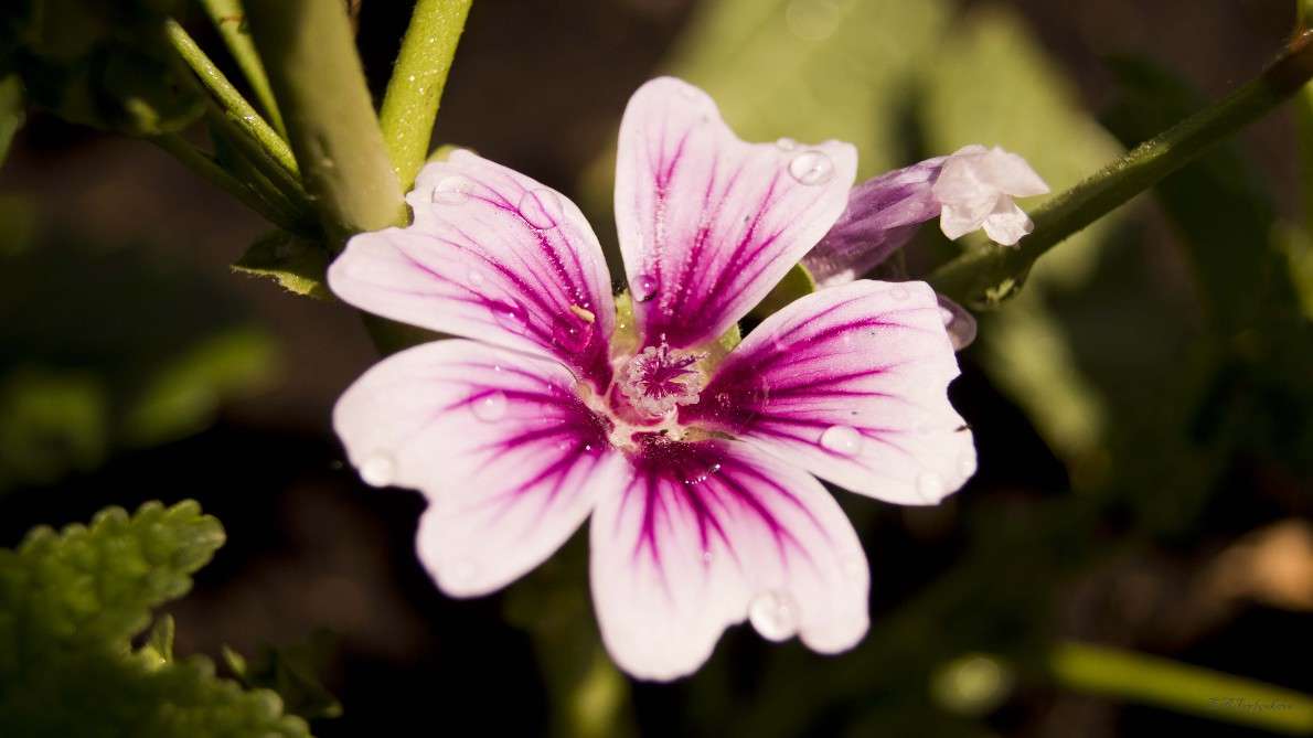 *** ����� ��������� �������� (���������) �� PhotoGeek.ru #�����