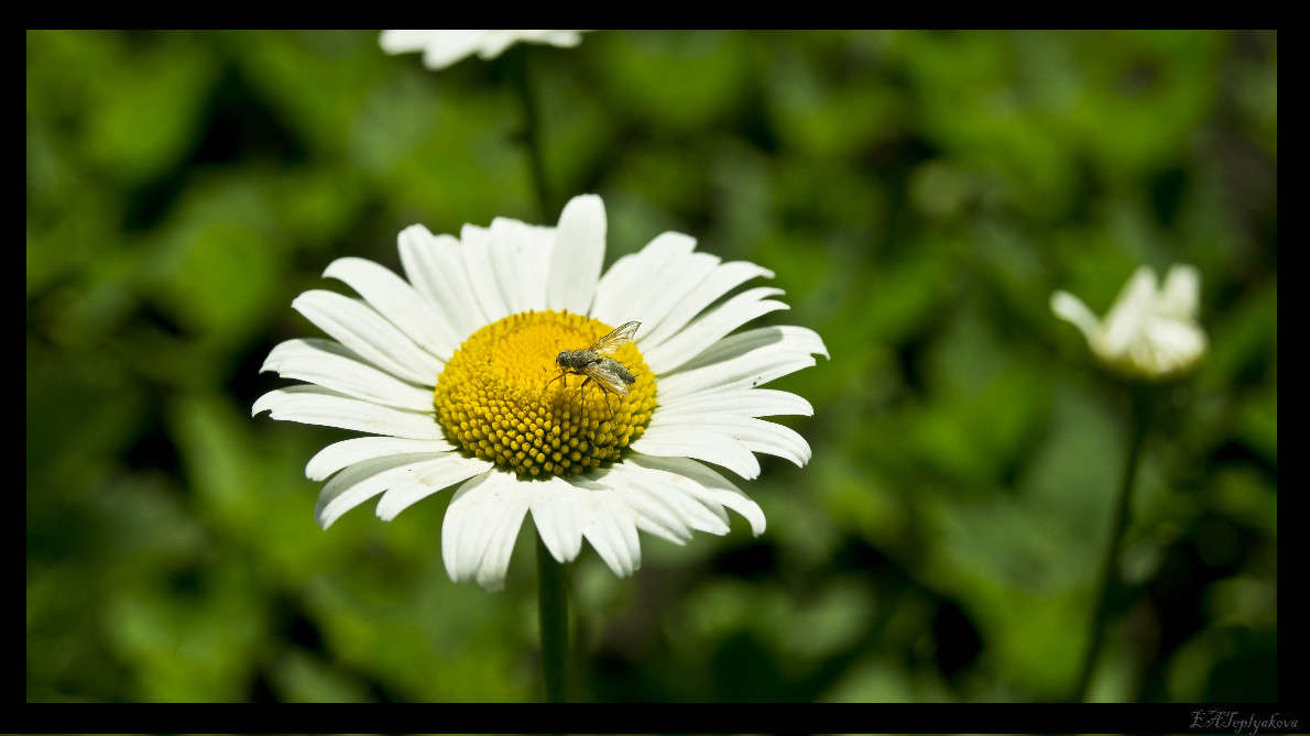 Фотография на PhotoGeek.ru