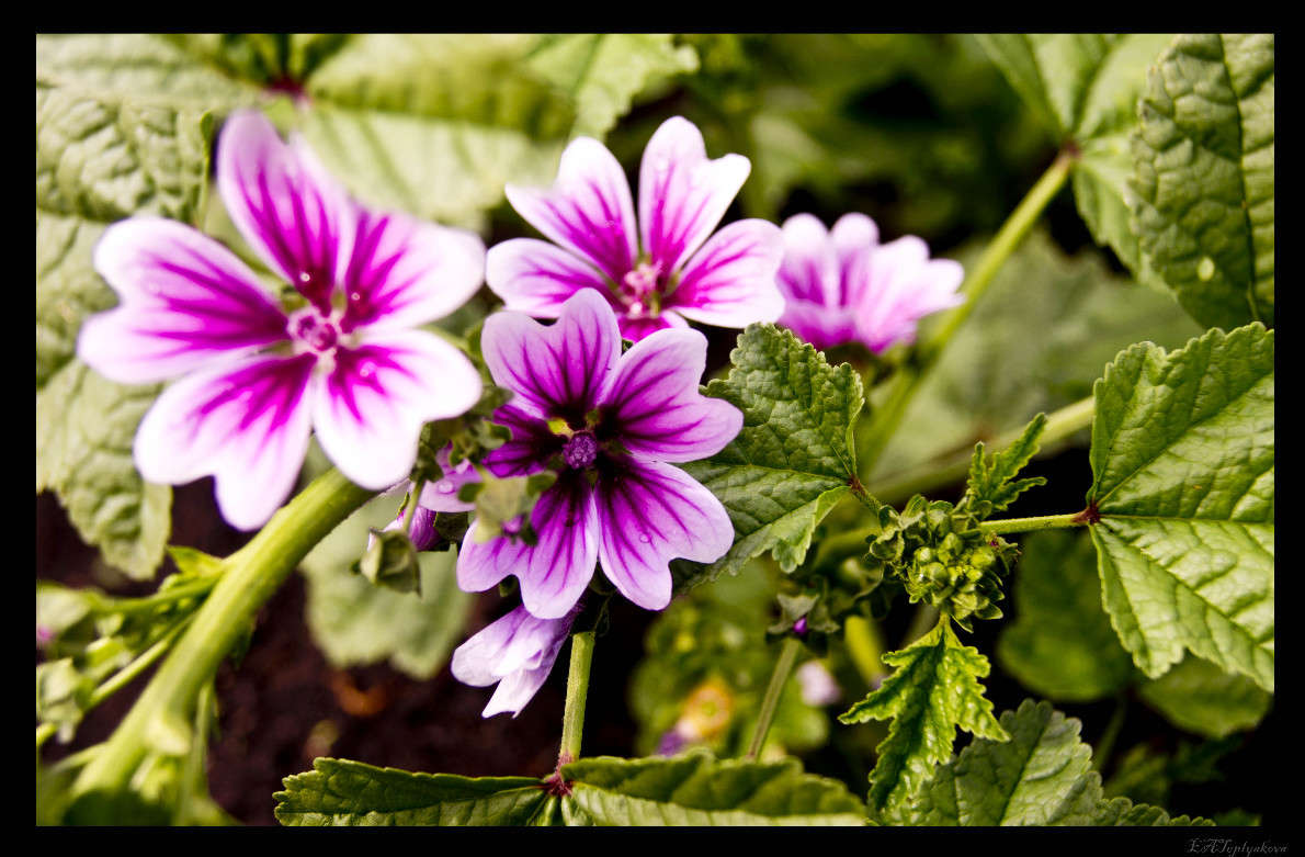 ����� ������! ����� ��������� �������� (���������) �� PhotoGeek.ru #�����