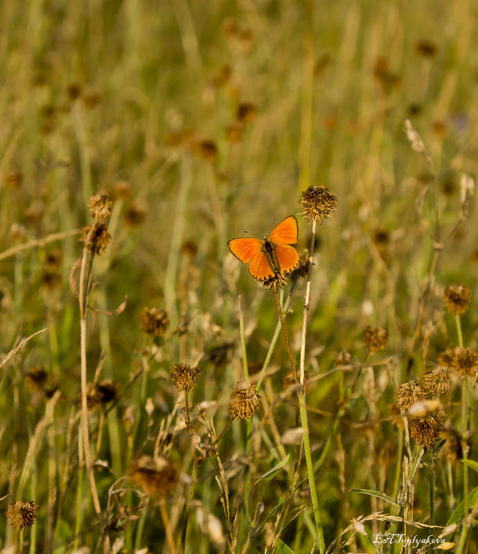 ... ����� ��������� �������� (���������) �� PhotoGeek.ru #������ ��� �������