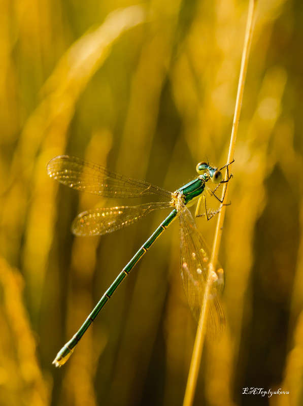 ... ����� ��������� �������� (���������) �� PhotoGeek.ru #������ ��� �������