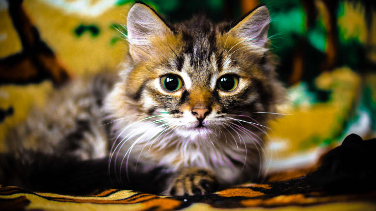 ... ����� ��������� �������� (���������) �� PhotoGeek.ru #�������� ��� #�������� ���