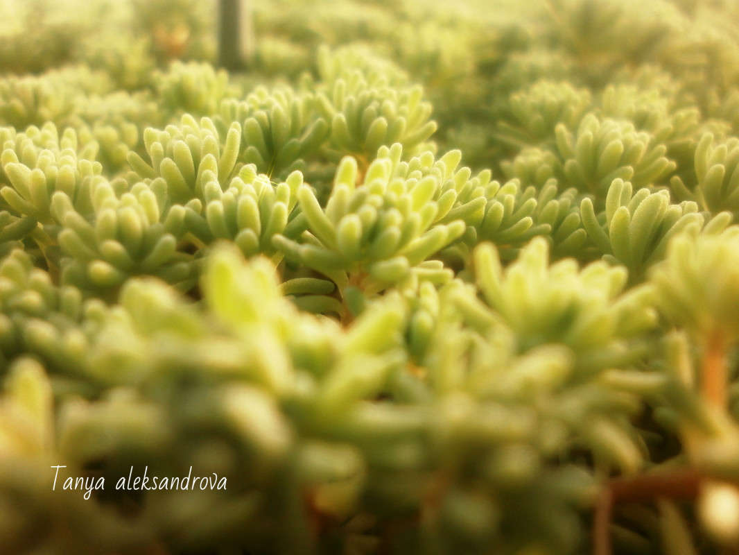 �������� �������� ����� Tanya Aleks �� PhotoGeek.ru #����� #����� ��������������