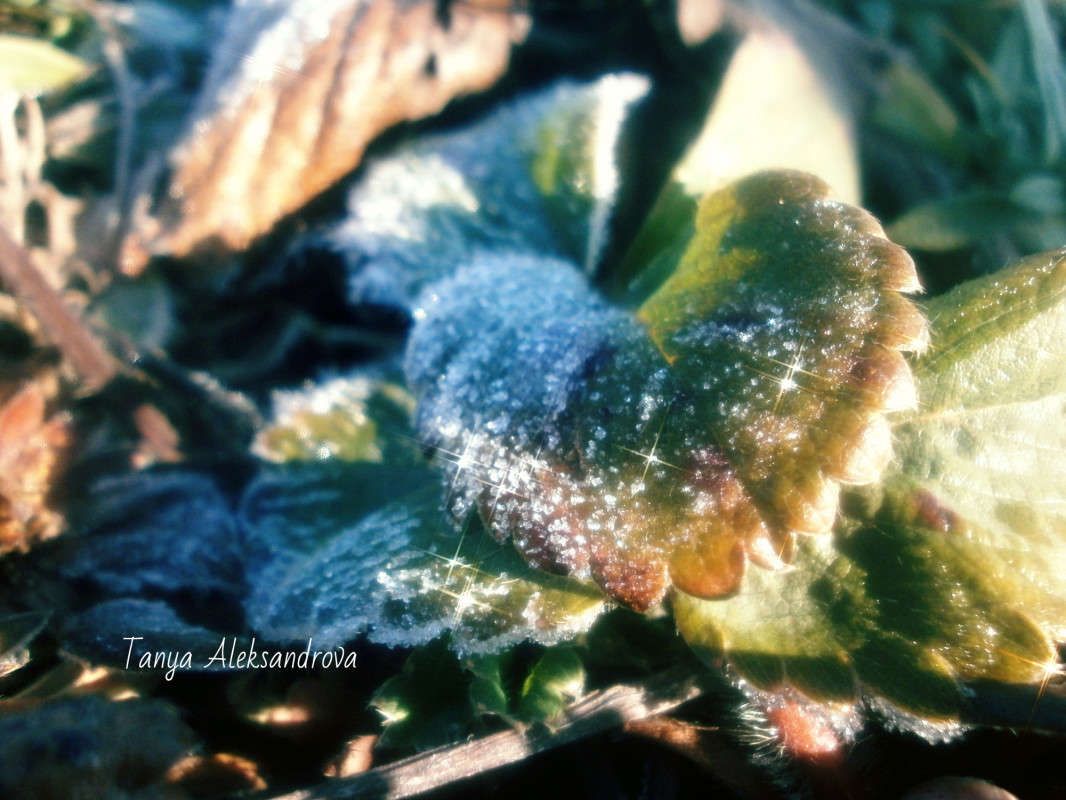 �������� ����� Tanya Aleks �� PhotoGeek.ru #����� #����� ��������������