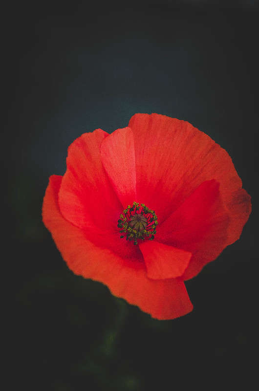 ... ����� Terry Dein �� PhotoGeek.ru #����� #����� ��������������
