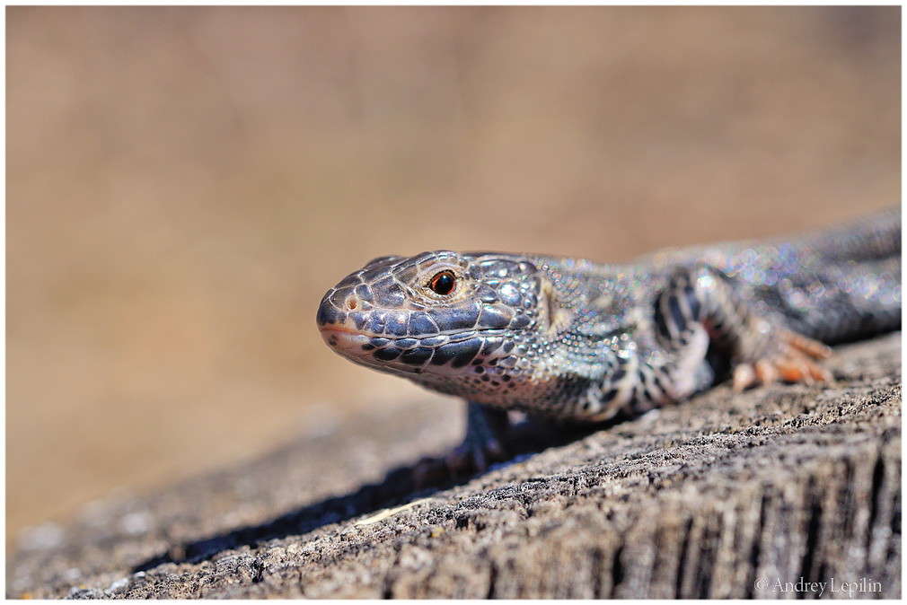 ������� ������� ����� ������ ������� �� PhotoGeek.ru #�������� ���