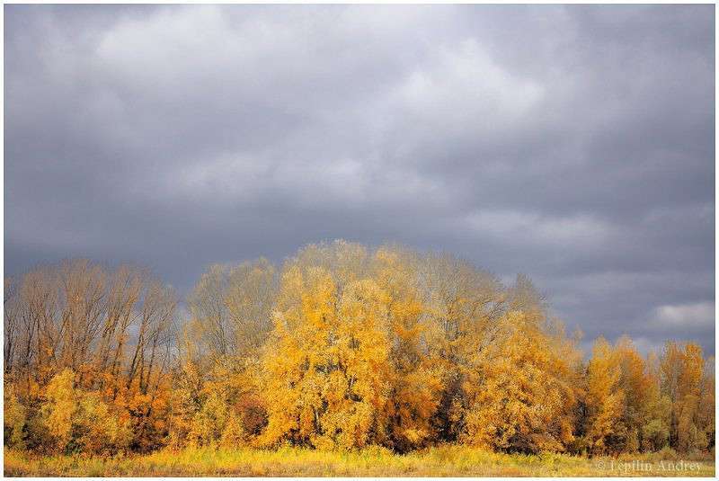 Autumn Gold ����� ������ ������� �� PhotoGeek.ru #������ ��� �������