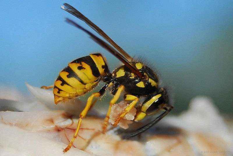 Beeline ����� ������ ������� �� PhotoGeek.ru #�����