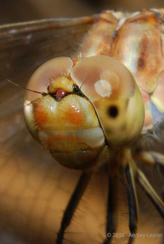 �������� ����� ������ ������� �� PhotoGeek.ru #�����