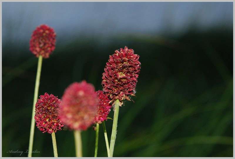 *** ����� ������ ������� �� PhotoGeek.ru #�����