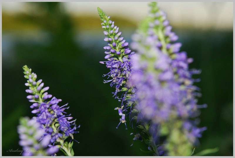 *** ����� ������ ������� �� PhotoGeek.ru #�����