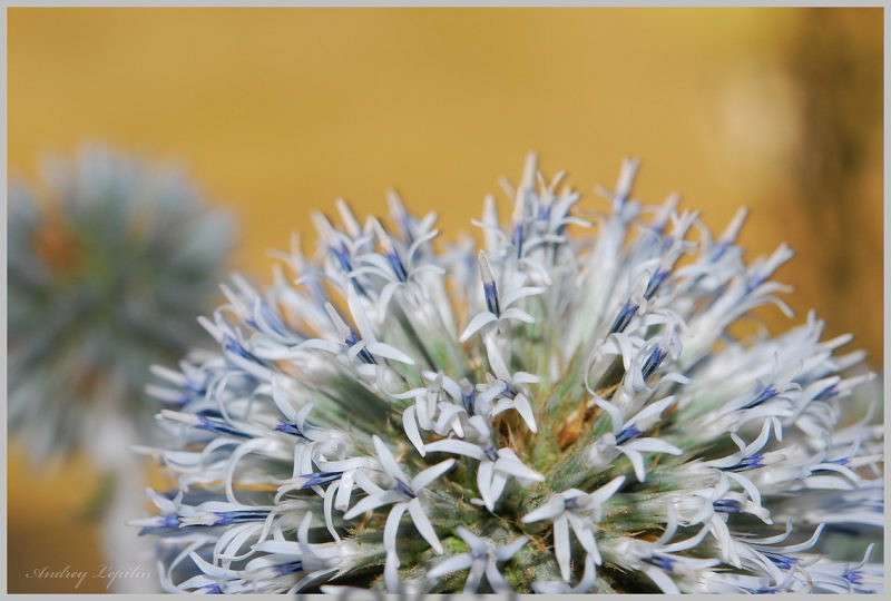 *** ����� ������ ������� �� PhotoGeek.ru #�����