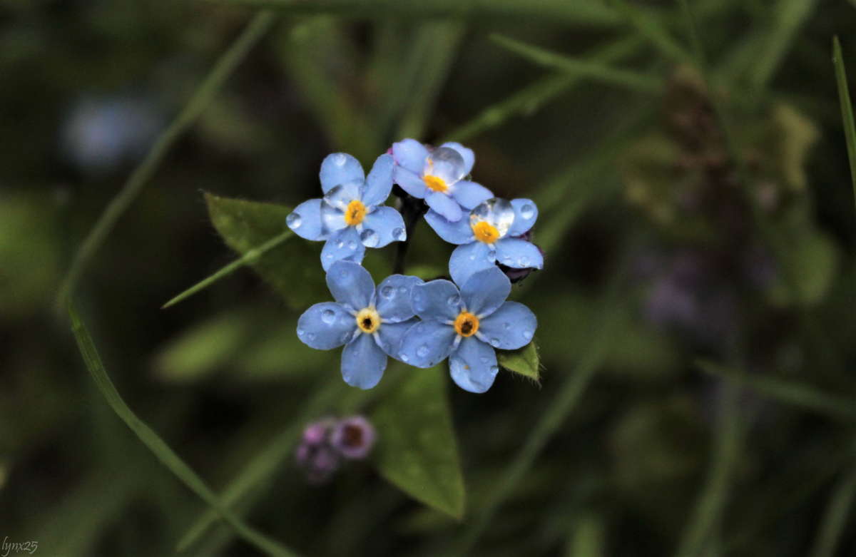 ... автор Анастасия Рысь на PhotoGeek.ru #Макро #Пейзаж или природа #Живая растительность #Незабудки #Растение #Цветы