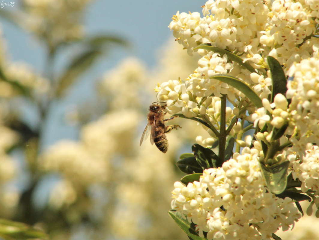 Трудяга-работяга автор Анастасия Рысь на PhotoGeek.ru #Макро #Животный мир #Пейзаж или природа #Дикий мир или Фотоохота #Живая растительность #Насекомое #Пчела #Растение #Цветы
