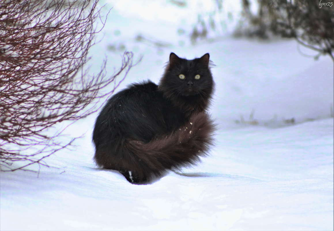 ... автор Анастасия Рысь на PhotoGeek.ru #Животный мир #Пейзаж или природа #Животное #Кошка #Черная кошка