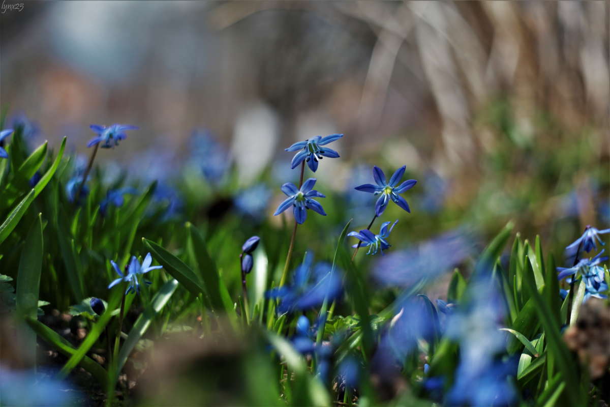 ... автор Анастасия Рысь на PhotoGeek.ru #Пейзаж или природа #Весна #Живая растительность #Зелень #Первоцвет #Растения #Сад #Цветы