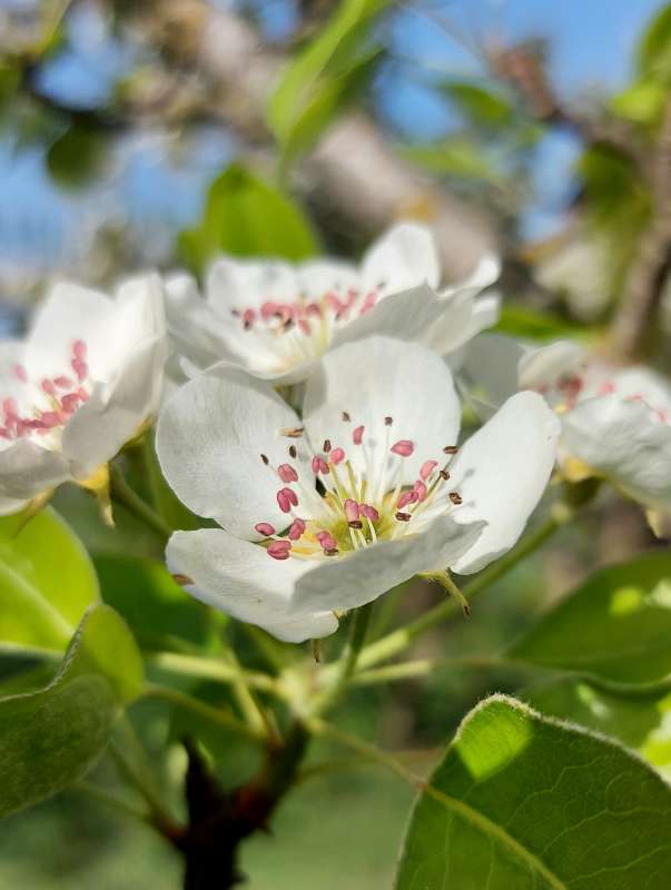 Груши цвет.. автор Лариса Larisa на PhotoGeek.ru #Пейзаж или природа #Весна #Груша #Природа #Цветы