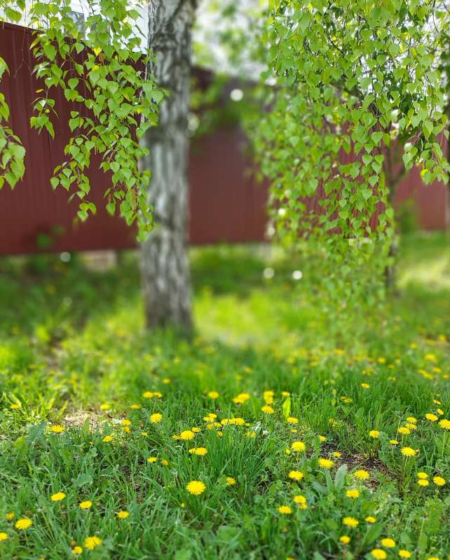 Берёзка и одуванчики.. автор Лариса Larisa на PhotoGeek.ru #Берёзка #Весна #Дом #Природа