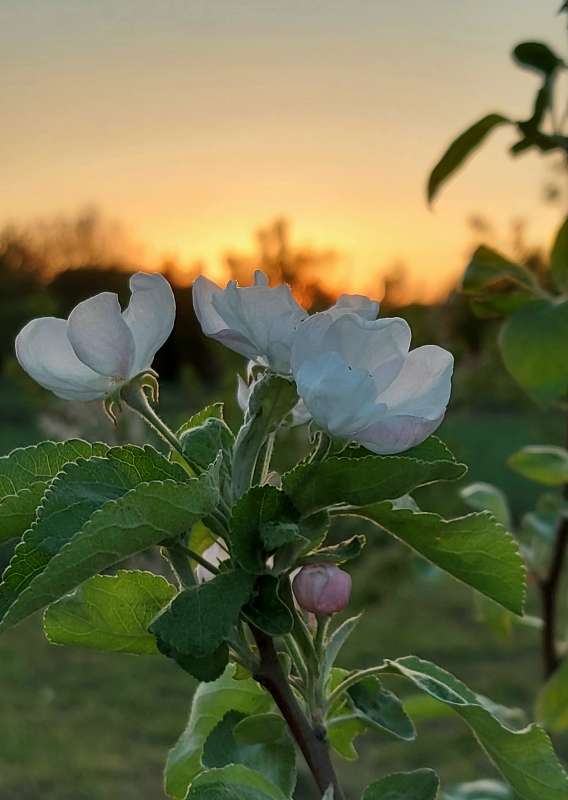 На закате  дня... автор Лариса Larisa на PhotoGeek.ru #Пейзаж или природа #Весна #Природа #Сад #Цветы