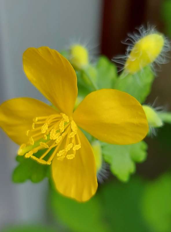 Красивый чистотел..) автор Лариса Larisa на PhotoGeek.ru #Макро #Рекламная фотография #Весна #Природа #Растения
