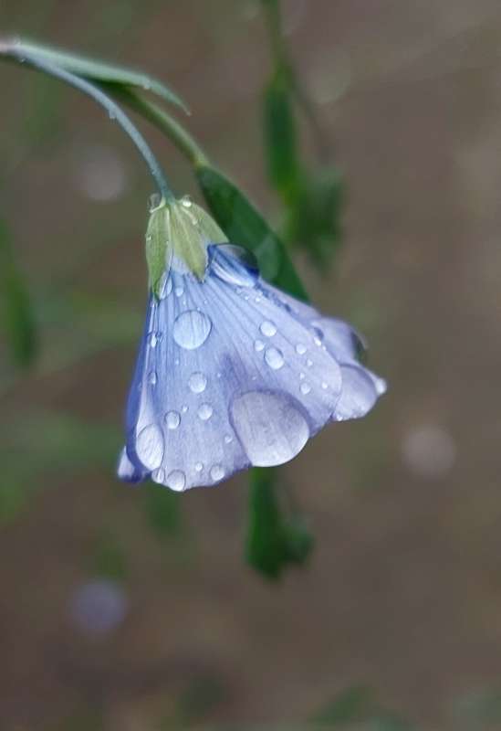 Под дождём... автор Лариса Larisa на PhotoGeek.ru #Макро #Весна #Дождь #Природа #Цветы