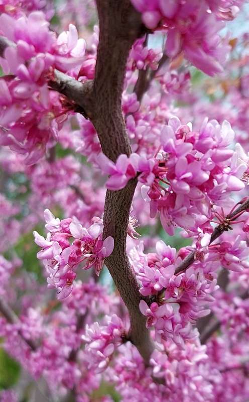 Красивые цветочки.. автор Лариса Larisa на PhotoGeek.ru #Пейзаж или природа #Весна #Дерево #Природа