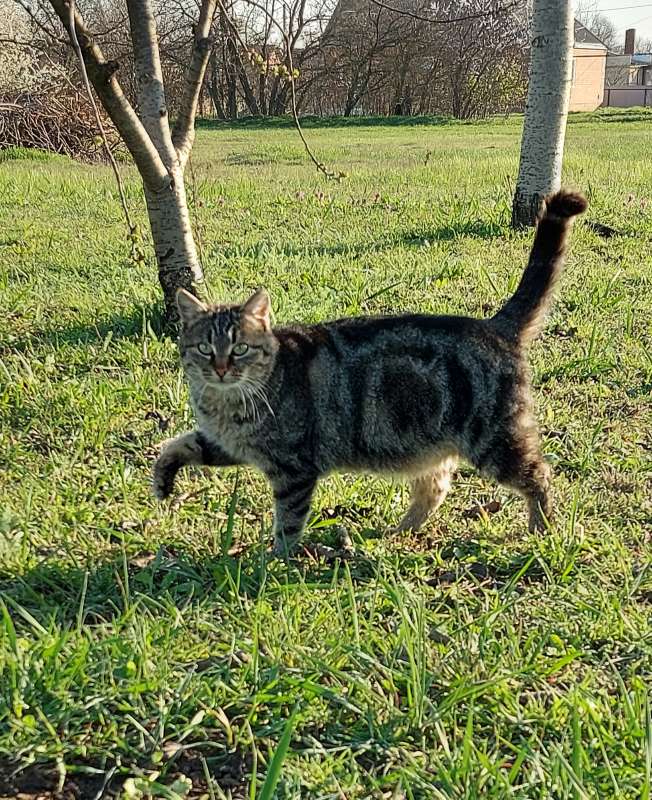 Прогулка в саду.. автор Лариса Larisa на PhotoGeek.ru #Животный мир #Весна #Животные #Кошка #Природа