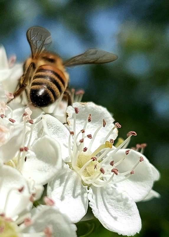 Макро с пчелкой..)) автор Лариса Larisa на PhotoGeek.ru #Макро #Весна #Насекомое #Природа #Среда обитания