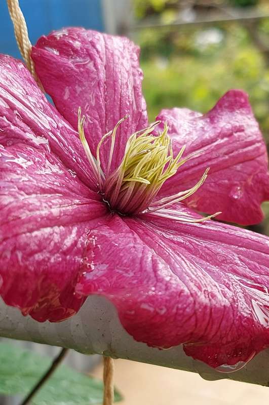 Клематис цветёт.. автор Лариса Larisa на PhotoGeek.ru #Макро #Весна #Растительный мир #Среда обитания #Цветы