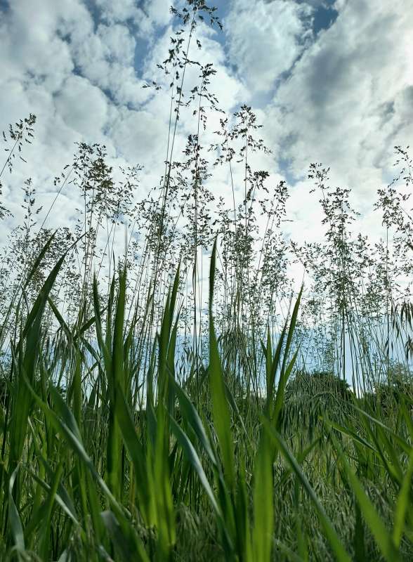 Трава и небо.. автор Лариса Larisa на PhotoGeek.ru #Природа #Растительность #Среда обитания
